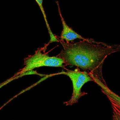 Immunocytochemistry/ Immunofluorescence: Enolase 2/Neuron-specific Enolase Antibody [NB110-58870]