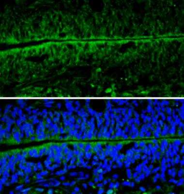 Immunohistochemistry-Frozen: Enolase 2/Neuron-specific Enolase Antibody [NBP1-32090]