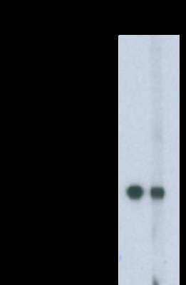 Western Blot: Enolase 2/Neuron-specific Enolase Antibody (NSEP1)BSA Free [NBP2-50532]