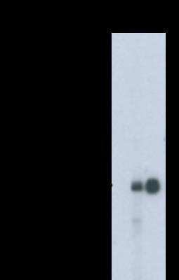 Western Blot: Enolase 2/Neuron-specific Enolase Antibody (NSEP2)BSA Free [NBP2-50533]