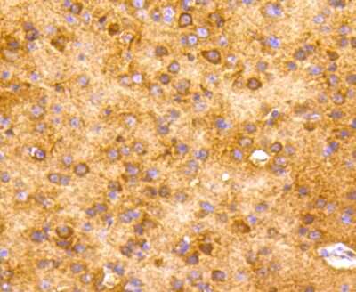 Immunohistochemistry-Paraffin: Enolase 2/Neuron-specific Enolase Antibody (SC06-28) [NBP2-67641]
