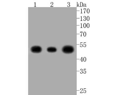 Western Blot: Enolase 2/Neuron-specific Enolase Antibody (SC06-28) [NBP2-67641]