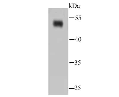 Western Blot: Enolase 2/Neuron-specific Enolase Antibody (SC06-28) [NBP2-67641]