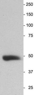 Western Blot: Enolase 2/Neuron-specific Enolase Antibody [NB100-1606]