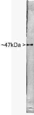 Western Blot: Enolase 2/Neuron-specific Enolase Antibody [NB110-58870]