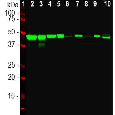 Western Blot: Enolase 2/Neuron-specific Enolase Antibody [NB110-58870]