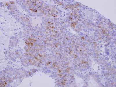 Immunohistochemistry-Paraffin: Nidogen-1/Entactin Antibody [NBP2-16341]