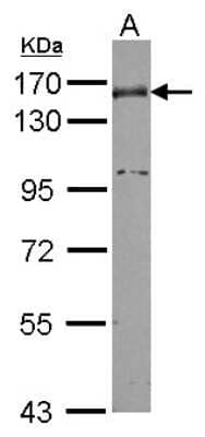 Western Blot: Nidogen-1/Entactin Antibody [NBP2-16341]