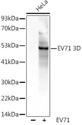 Western Blot: Enterovirus 71 3D AntibodyAzide and BSA Free [NBP3-16065]