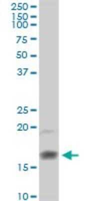 Western Blot: Eosinophil derived neurotoxin Antibody [H00006036-D01P]