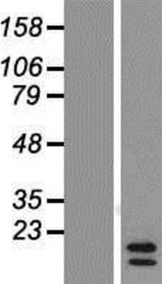 Western Blot: CCL24/Eotaxin-2/MPIF-2 Overexpression Lysate [NBP2-10862]