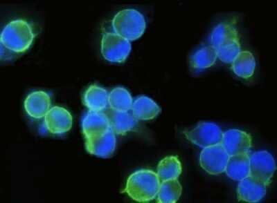 Immunocytochemistry/ Immunofluorescence: EpCAM/TROP1 Antibody (28) [NBP2-89605]