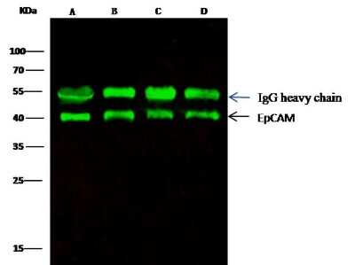 Immunoprecipitation: EpCAM/TROP1 Antibody (28) [NBP2-89605]