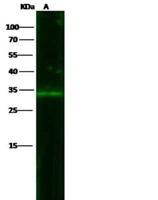 Western Blot: EpCAM/TROP1 Antibody (28) [NBP2-89605]