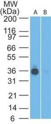 Western Blot: EpCAM/TROP1 Antibody (60N5D8)Azide and BSA Free [NBP2-80722]