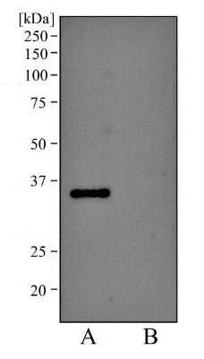 Western Blot: EpCAM/TROP1 Antibody (AUA1)Azide and BSA Free [NBP2-80721]