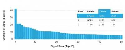 Protein Array: EpCAM/TROP1 Antibody (EGP40/1110) - (ECD) [NBP2-44635]