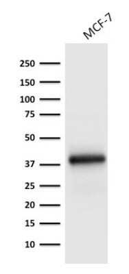 Western Blot: EpCAM/TROP1 Antibody (EGP40/1798)(ECD)Azide and BSA Free [NBP2-54456]