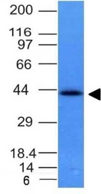 Western Blot: EpCAM/TROP1 Antibody (EGP40/837)(ECD)Azide and BSA Free [NBP2-47877]