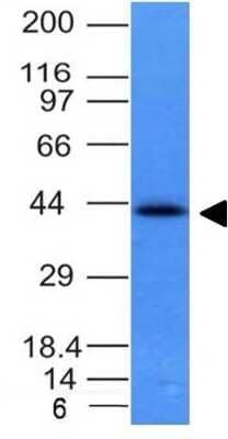 Western Blot: EpCAM/TROP1 Antibody (EGP40/837)(ECD) [NBP2-44644]