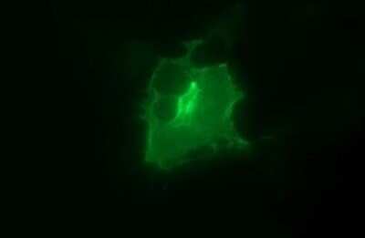 Immunocytochemistry/ Immunofluorescence: EpCAM/TROP1 Antibody (OTI1H9) - Azide and BSA Free [NBP2-71194]