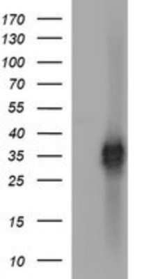 Western Blot: EpCAM/TROP1 Antibody (OTI1H9)Azide and BSA Free [NBP2-71194]