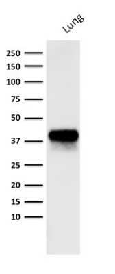 Western Blot: EpCAM/TROP1 Antibody (PAN-EpCAM (Cocktail))Azide and BSA Free [NBP2-47878]