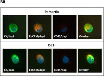 Immunocytochemistry/ Immunofluorescence: EpCAM/TROP1 Antibody (VU-1D9) - Azide and BSA Free [NBP2-33078]