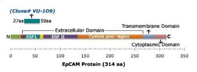 Flow Cytometry: EpCAM/TROP1 Antibody (VU-1D9) [NBP2-33051]