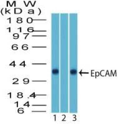 Western Blot: EpCAM/TROP1 Antibody [NBP2-27107]