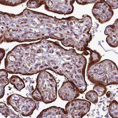 Immunohistochemistry-Paraffin: Epac2 Antibody [NBP2-32009]