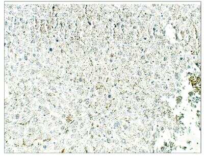 Immunohistochemistry-Paraffin: Epac2 Antibody [NBP3-12236]