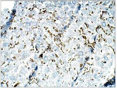 Immunohistochemistry-Paraffin: Epac2 Antibody [NBP3-12236]