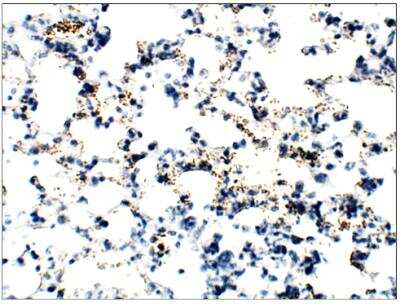 Immunohistochemistry-Paraffin: Epac2 Antibody [NBP3-12236]