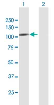 Western Blot: Epac2 Antibody [H00011069-B01P]