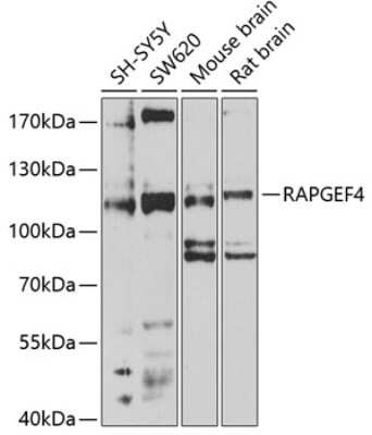 Western Blot: Epac2 AntibodyBSA Free [NBP3-03353]