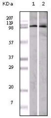 Western Blot: EphA1 Antibody (5D2)BSA Free [NB100-1763]