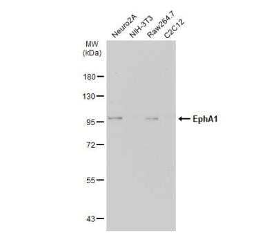 Western Blot: EphA1 Antibody [NBP2-16345]