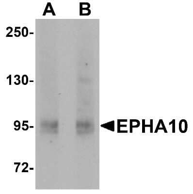 Western Blot: EphA10 AntibodyBSA Free [NBP1-76318]