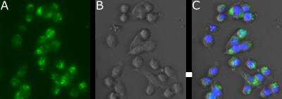 Immunocytochemistry/ Immunofluorescence: EphA2 Antibody (1C1) - Azide and BSA Free [NBP2-81069]