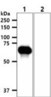 Western Blot: EphA2 Antibody (66G9)BSA Free [NBP2-59479]