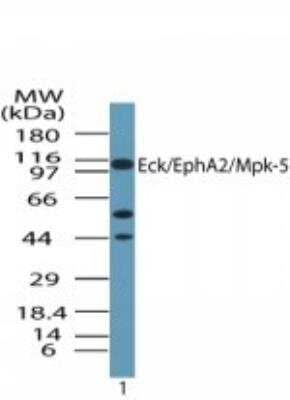 Western Blot: EphA2 Antibody [NBP2-24489]