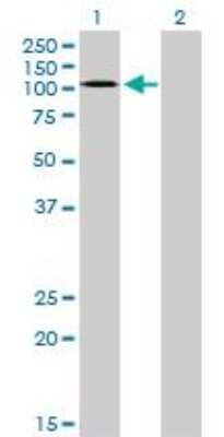 Western Blot: EphA3 Antibody (3A12) [H00002042-M01]