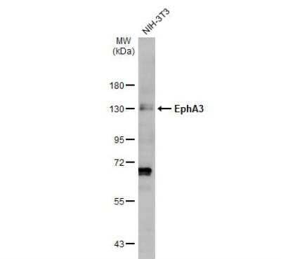 Western Blot: EphA3 Antibody [NBP2-16346]