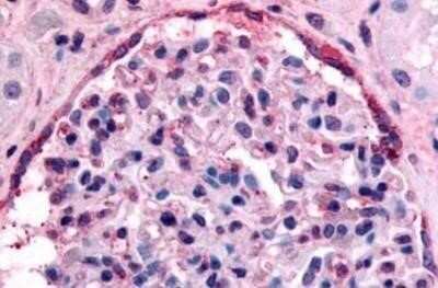 Immunohistochemistry-Paraffin: EphA4 Antibody - BSA Free [NB110-39005]