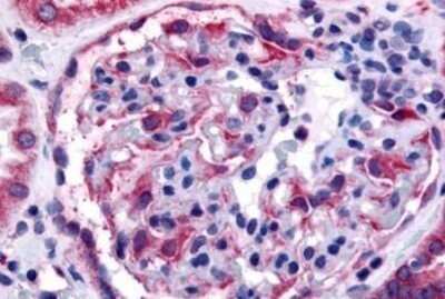 Immunohistochemistry-Paraffin: EphA4 Antibody - BSA Free [NB110-39007]