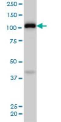 Western Blot: EphA4 Antibody (6H7) [H00002043-M02]