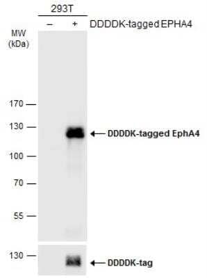 Western Blot: EphA4 Antibody [NBP2-16347]