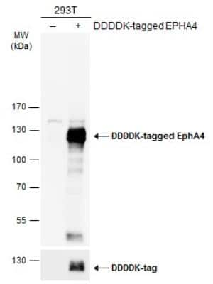 Western Blot: EphA4 Antibody [NBP2-16348]