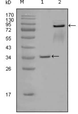 Western Blot: EphA7 Antibody (6C8G7)BSA Free [NBP1-47425]